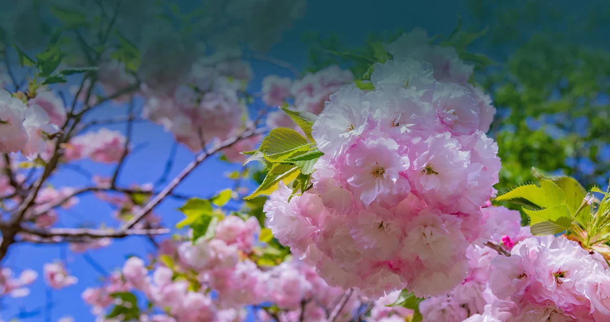 Sublimez Votre Jardin Aujourd'hui