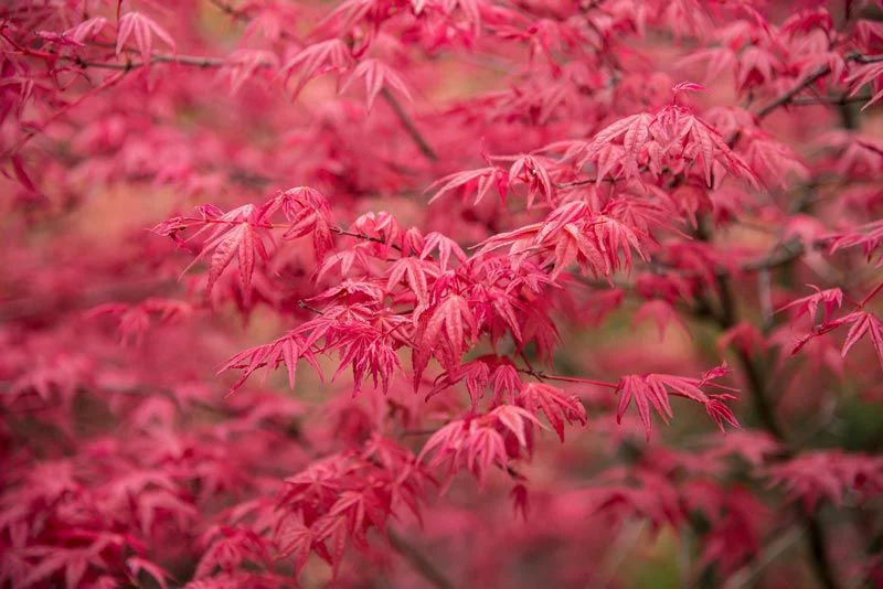 Acer Palmatum Atropurpureum - Image 3