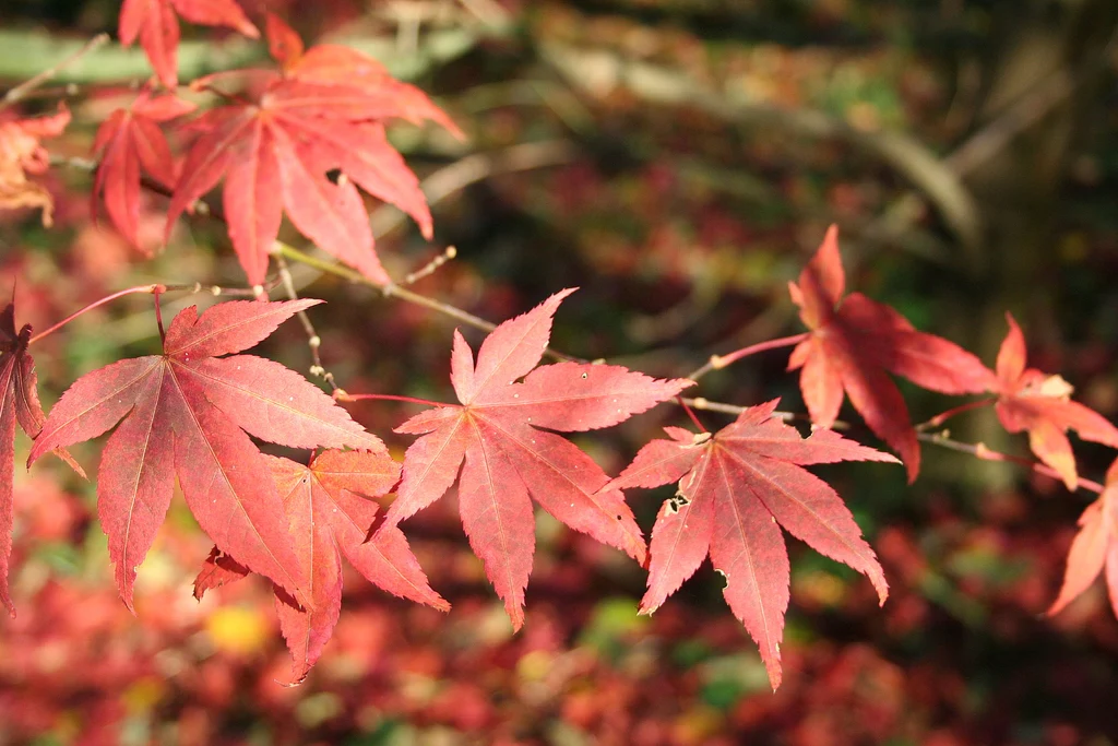Acer Palmatum Atropurpureum - Image 4