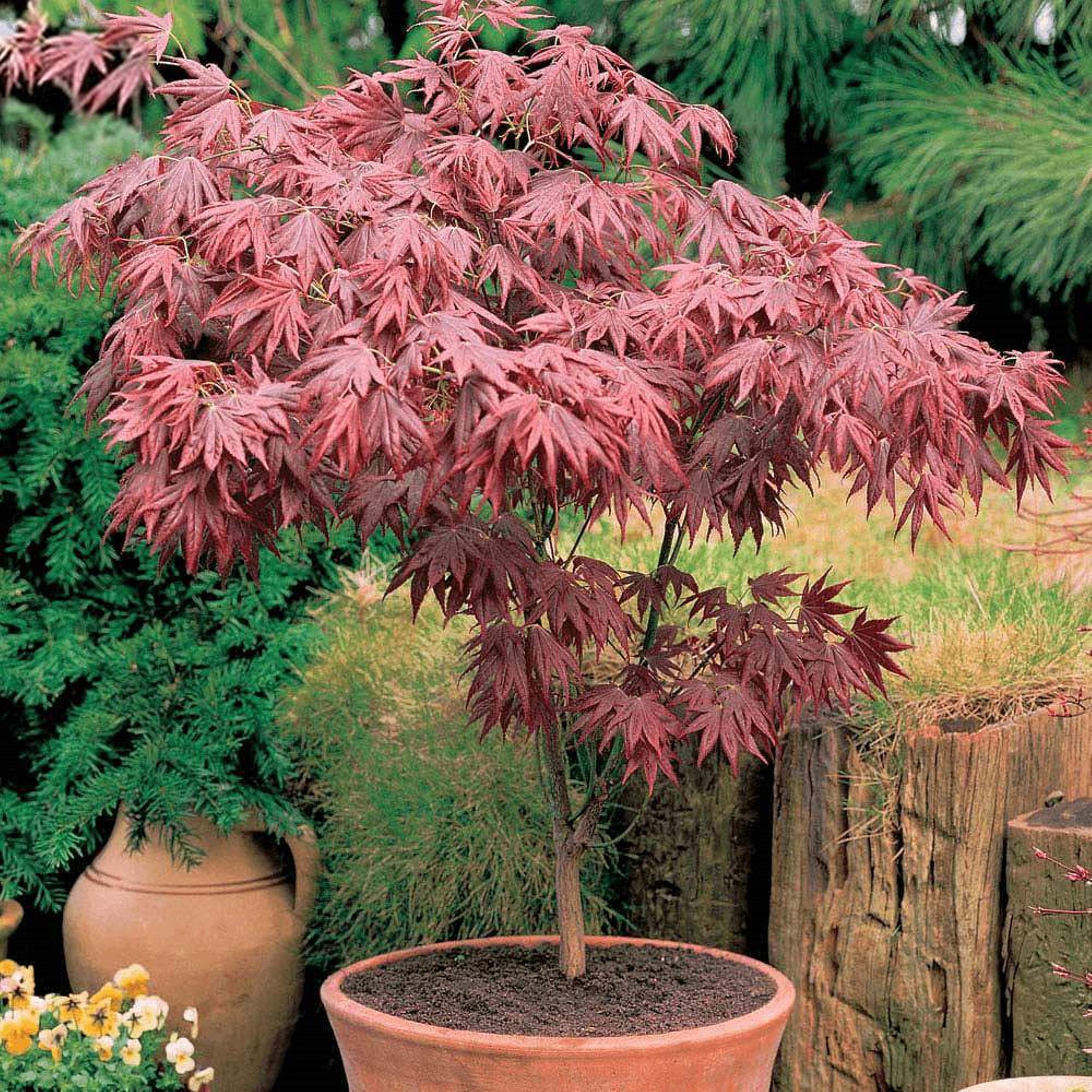 Acer Palmatum Atropurpureum - Image 5