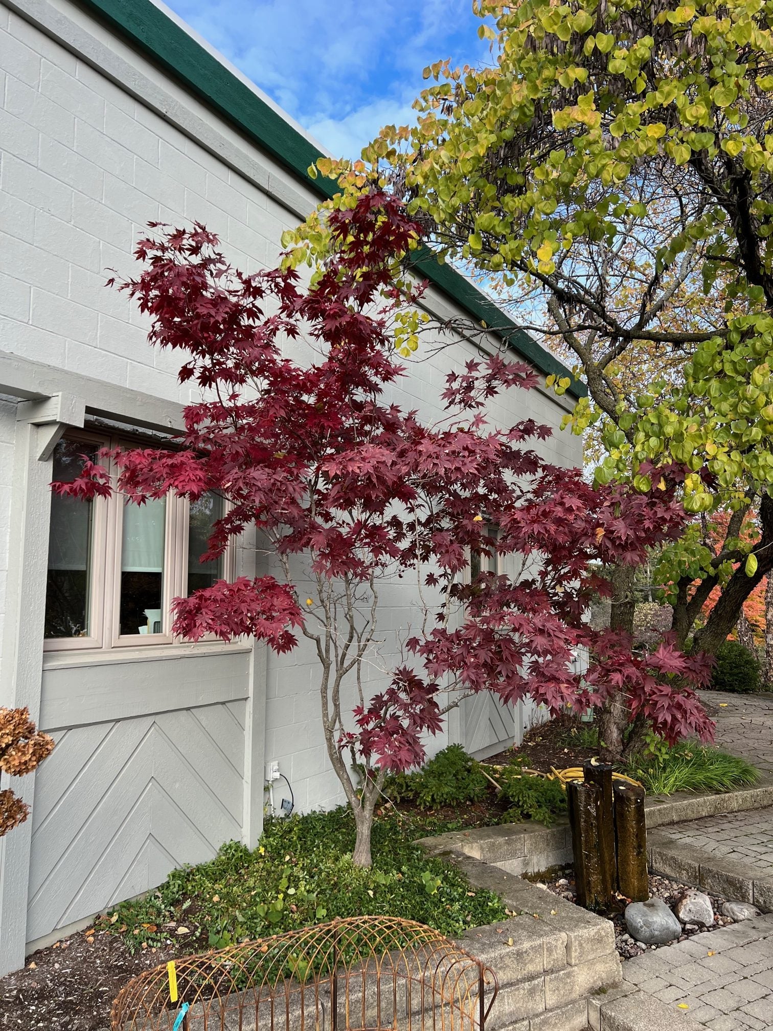 Acer Palmatum Bloodgood - Image 3