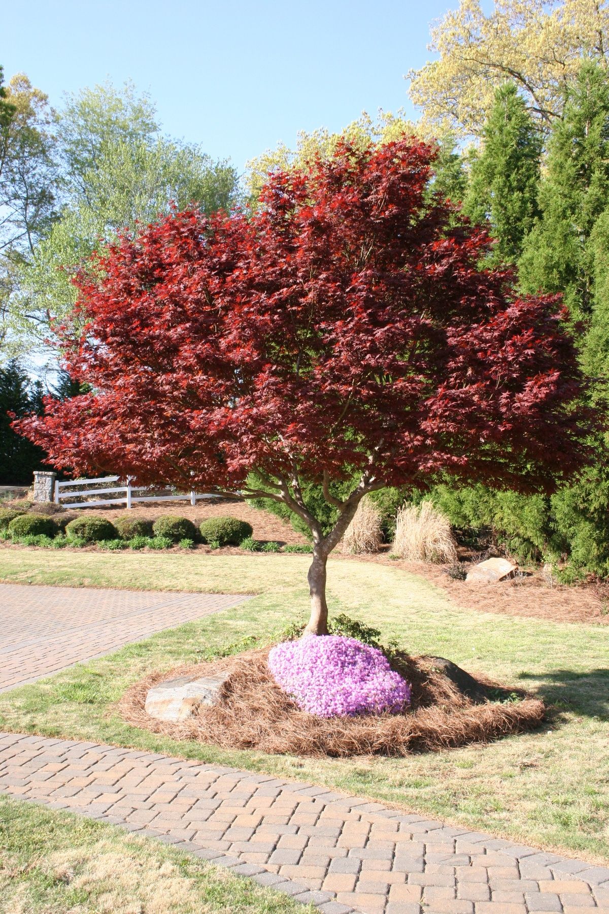 Acer Palmatum Bloodgood - Image 4