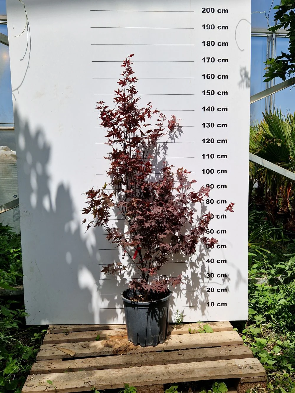Acer Palmatum Bloodgood - Image 5