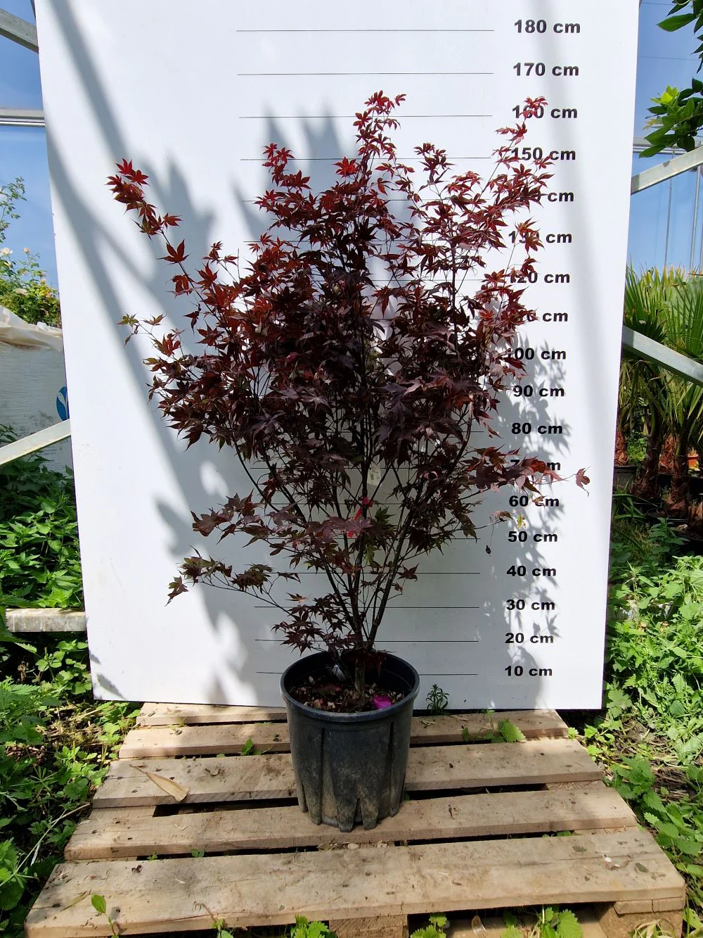 Acer Palmatum Bloodgood - Image 6