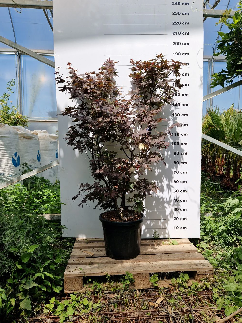 Acer Palmatum Bloodgood - Image 7