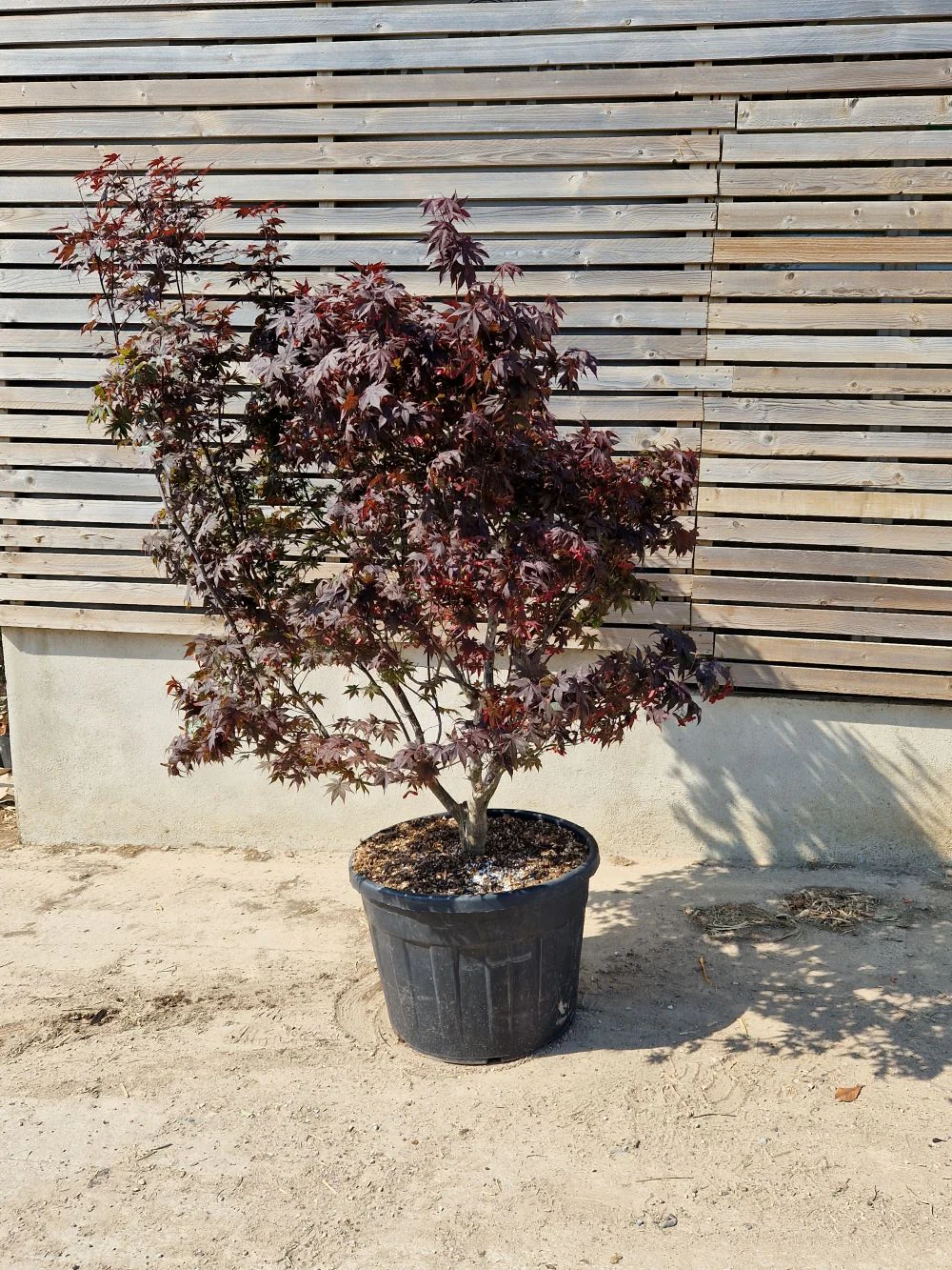 Acer Palmatum Bloodgood - Image 8