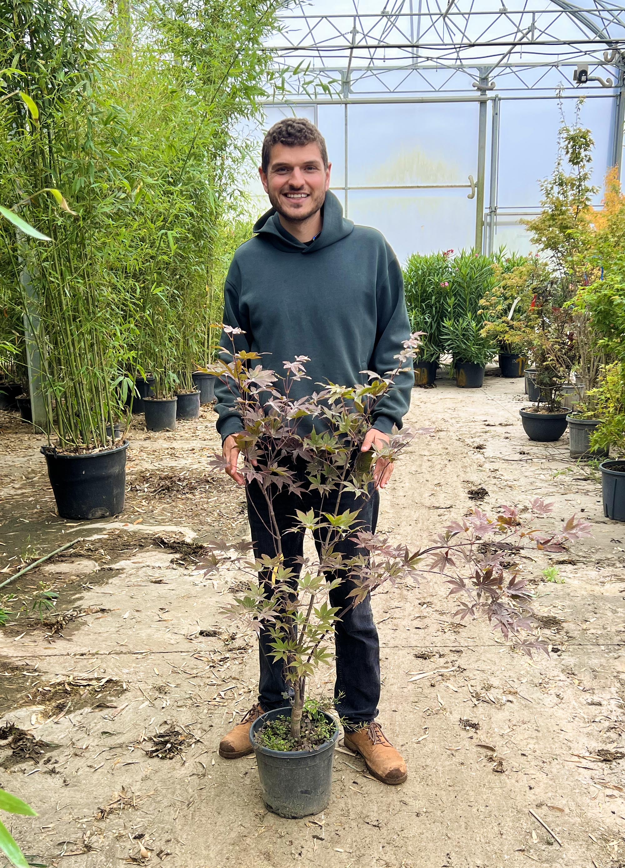 Acer Palmatum Bloodgood - Image 9