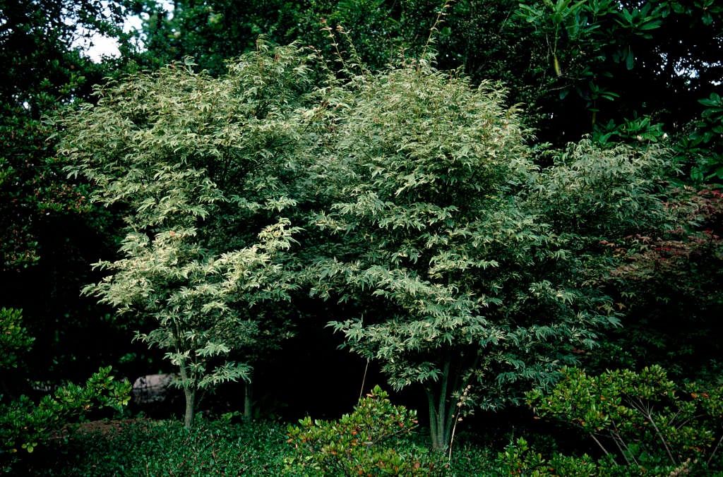 Acer Palmatum Butterfly - Image 4