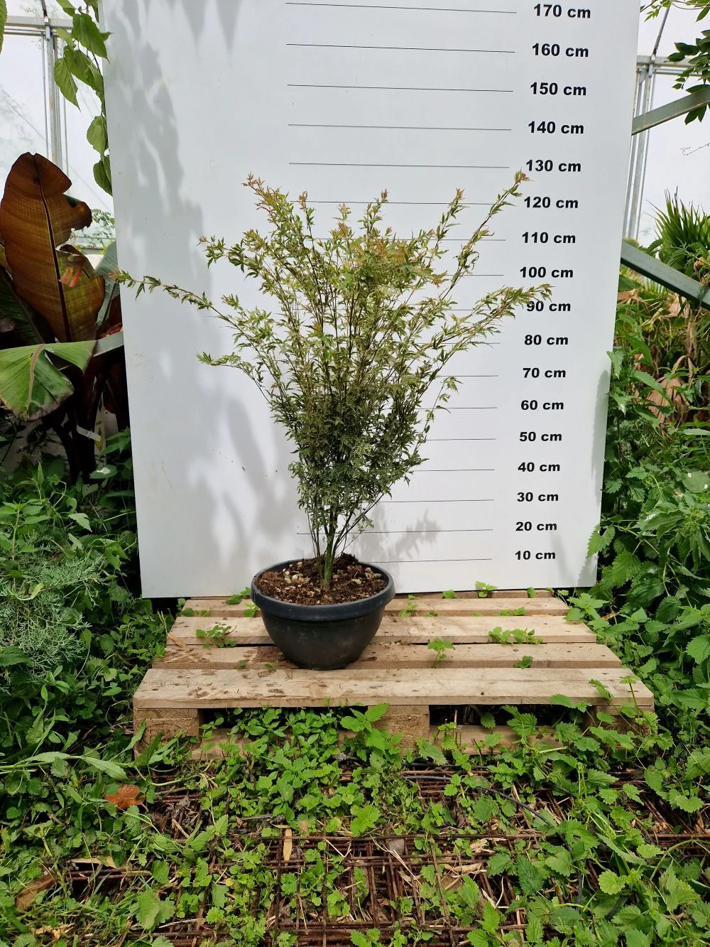 Acer Palmatum Butterfly - Image 5