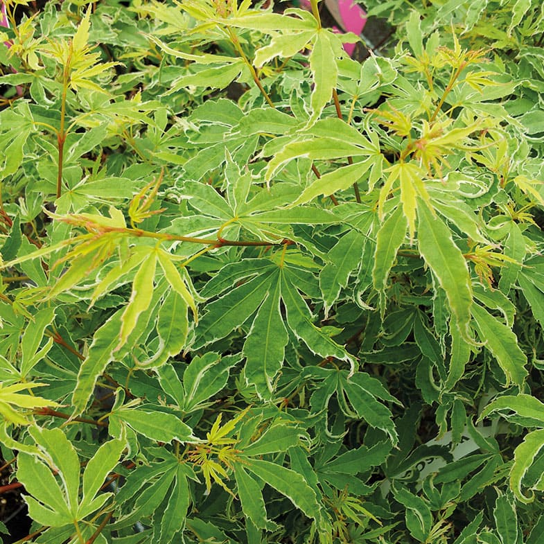 Acer Palmatum Butterfly - Image 6
