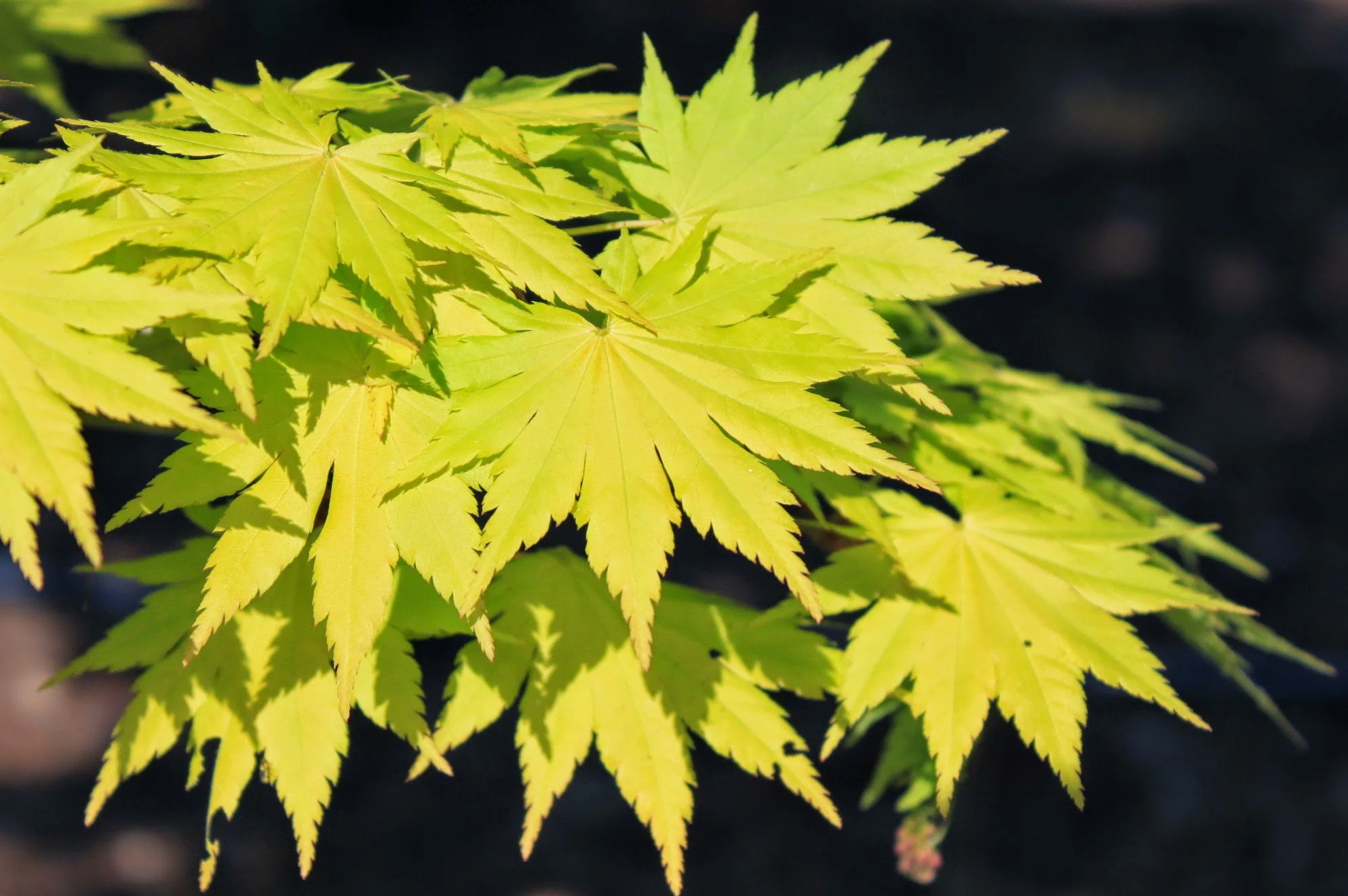 Acer Shirasawanum Jordan - Image 4