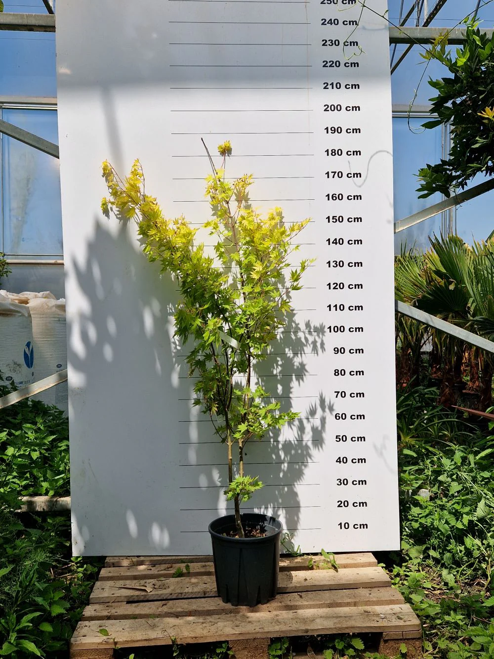 Acer Shirasawanum Jordan - Image 5