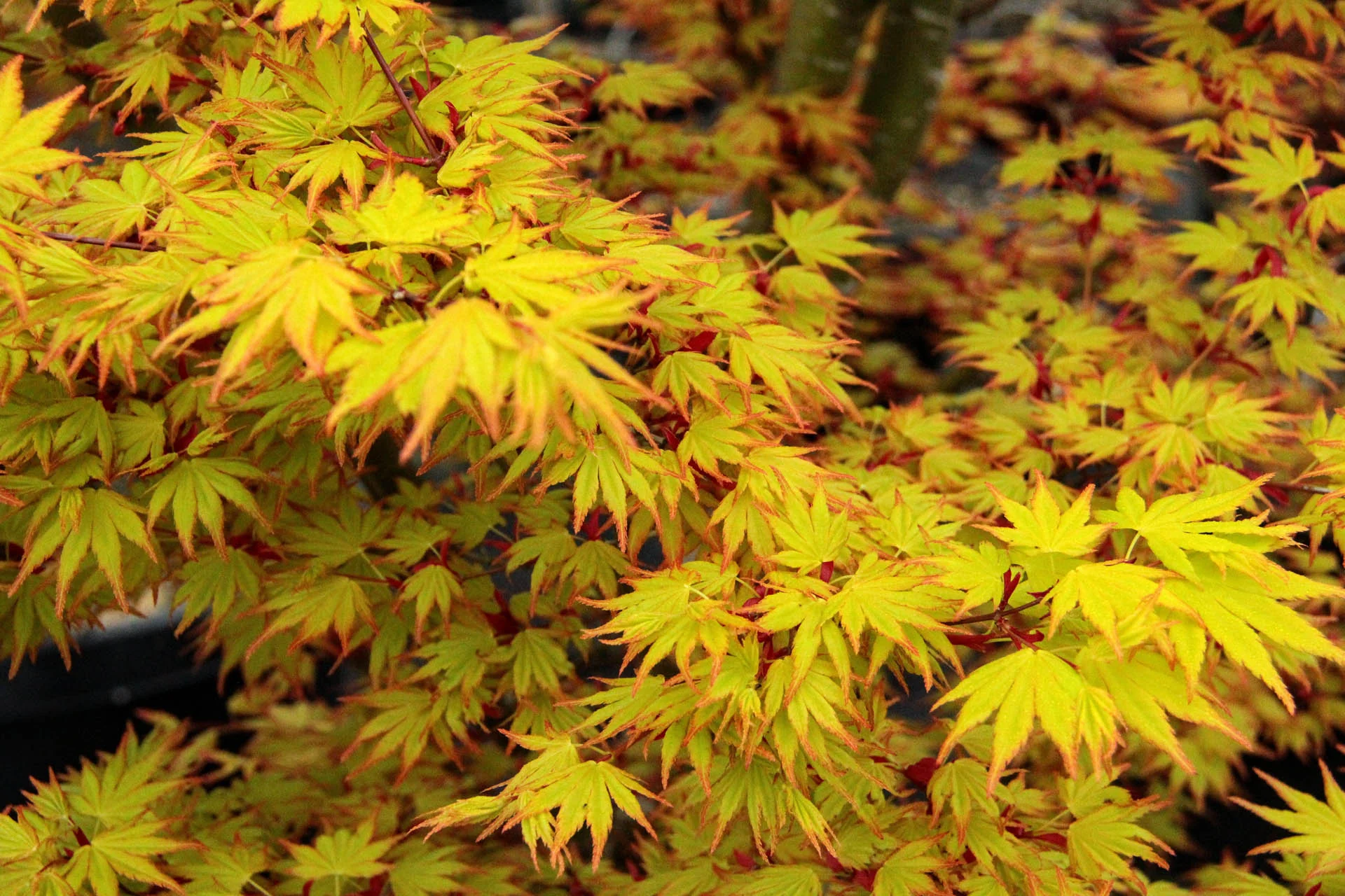 Acer Palmatum Orange Dream - Image 3
