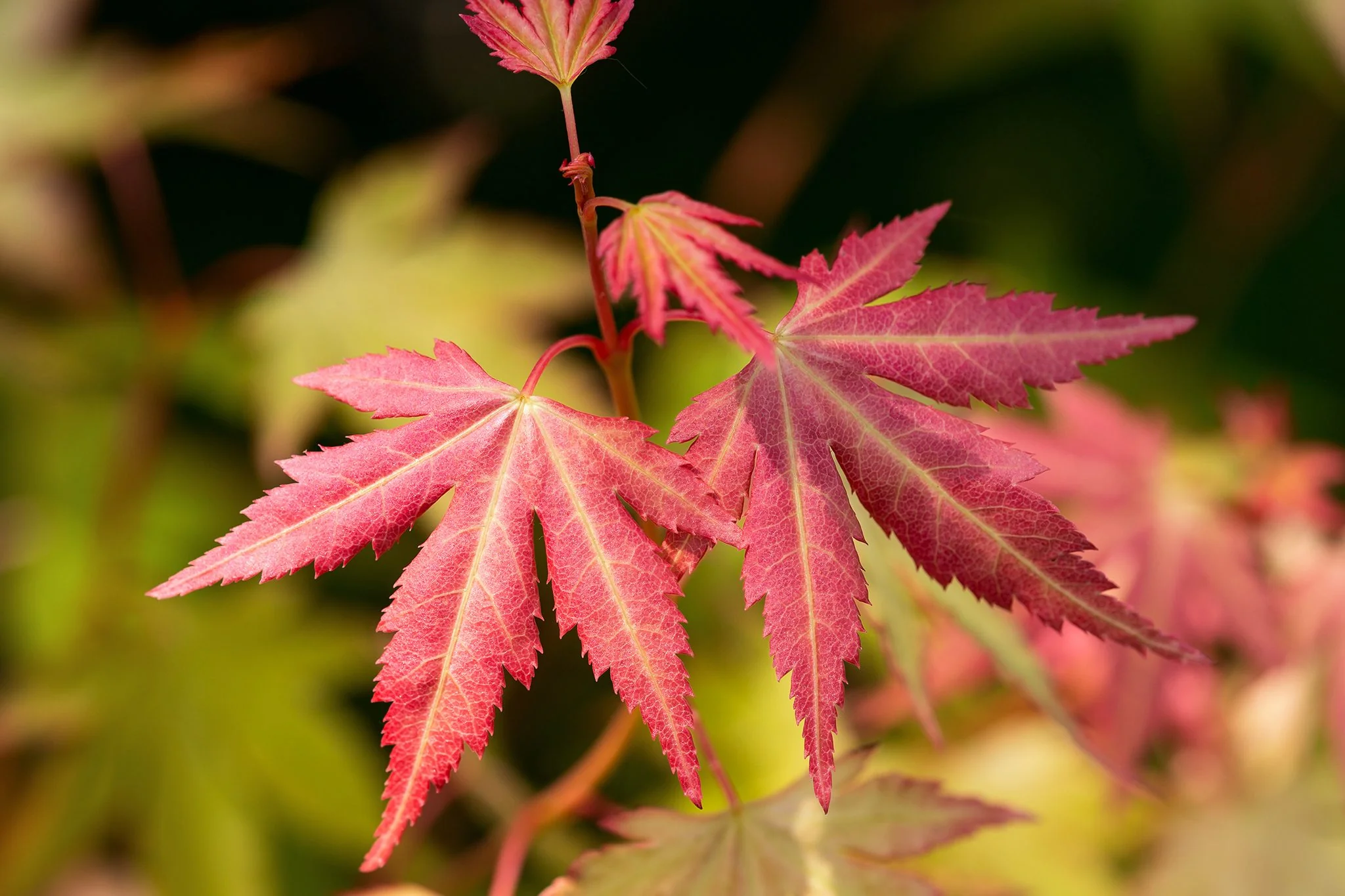 Acer Palmatum Orange Dream - Image 4
