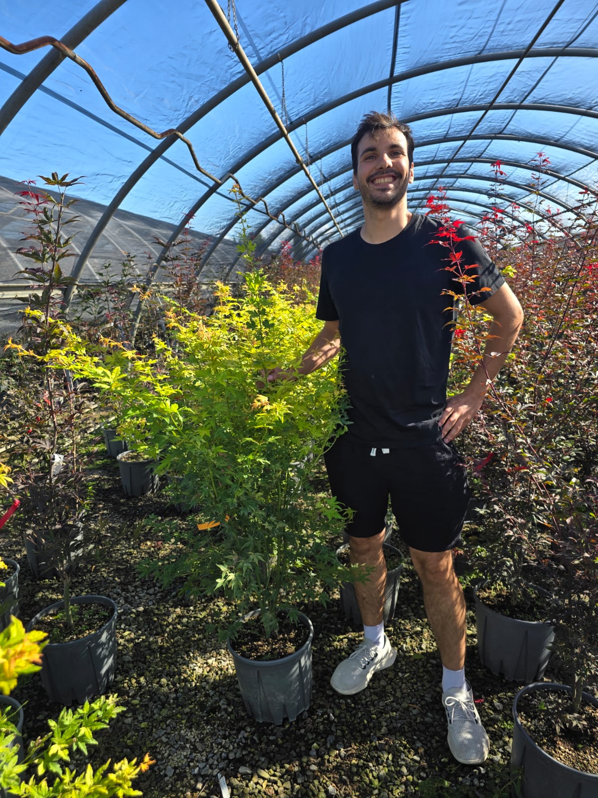 Acer Palmatum Orange Dream - Image 6