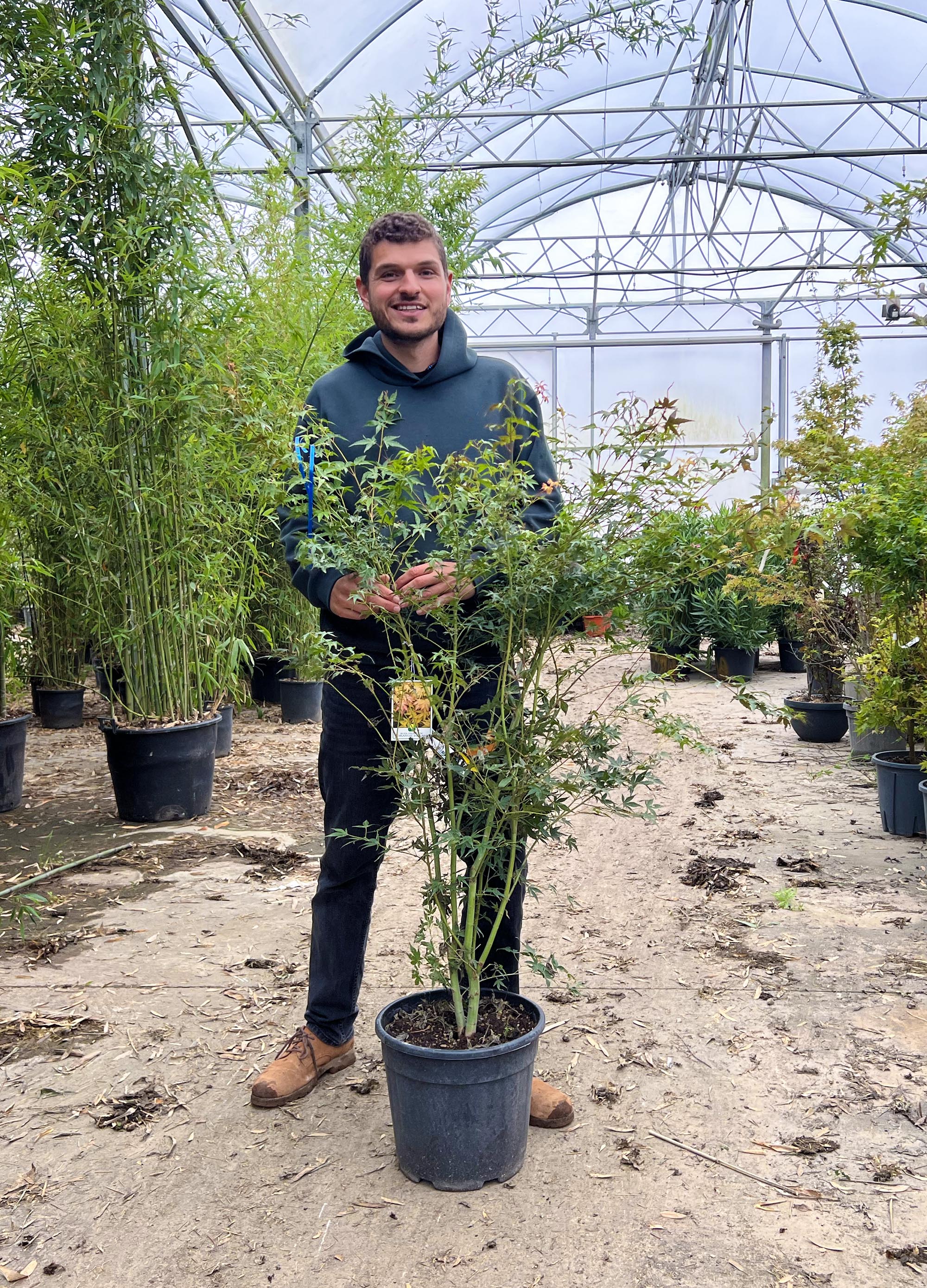 Acer Palmatum Orange Dream - Image 7