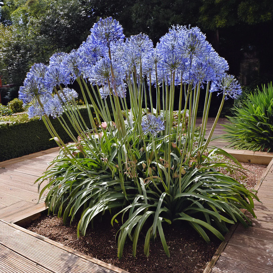 Agapanthe (Agapanthus) - Image 3