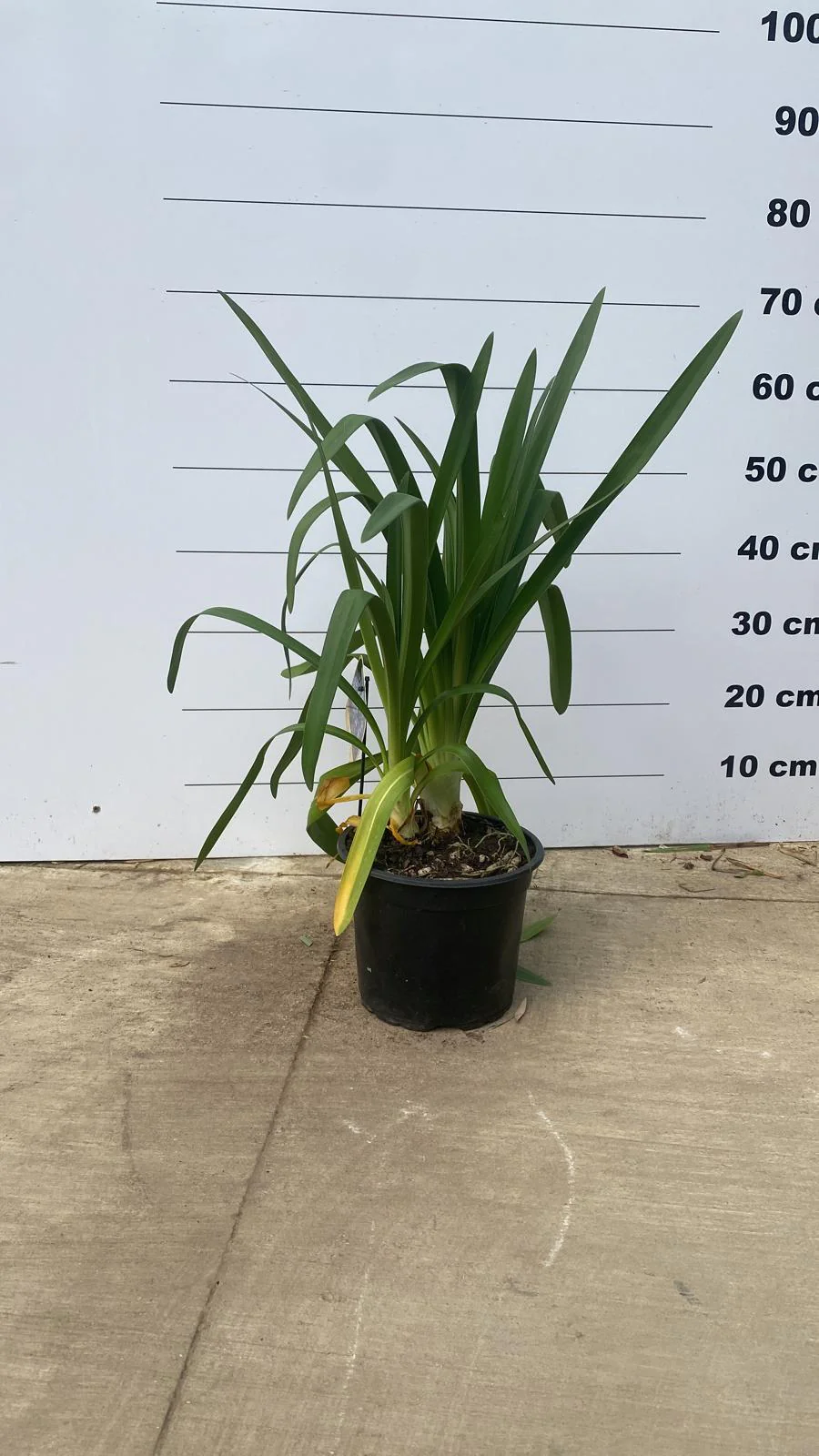 Agapanthe (Agapanthus) - Image 4