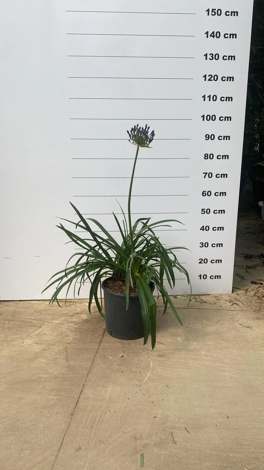 Agapanthe (Agapanthus) - Image 7