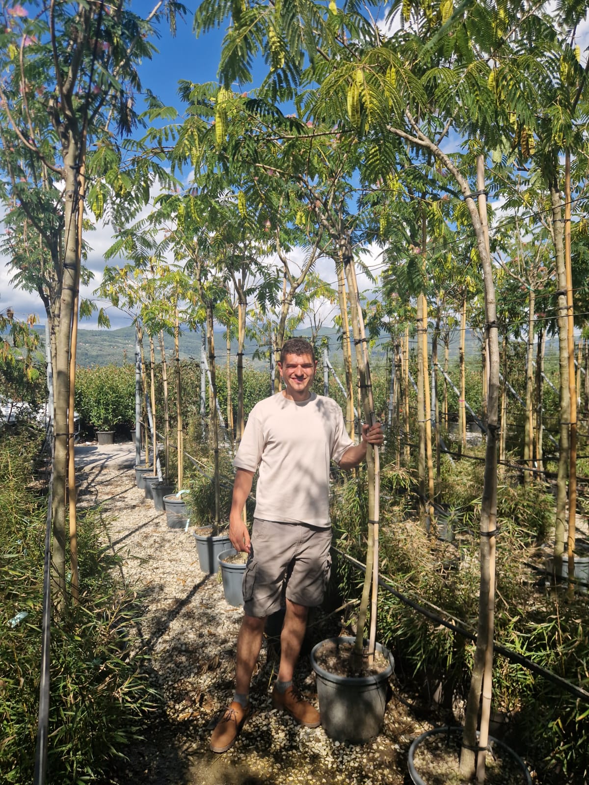 Arbre à soie en tige (Albizia Julibrissin 'Ombrella') - Image 10