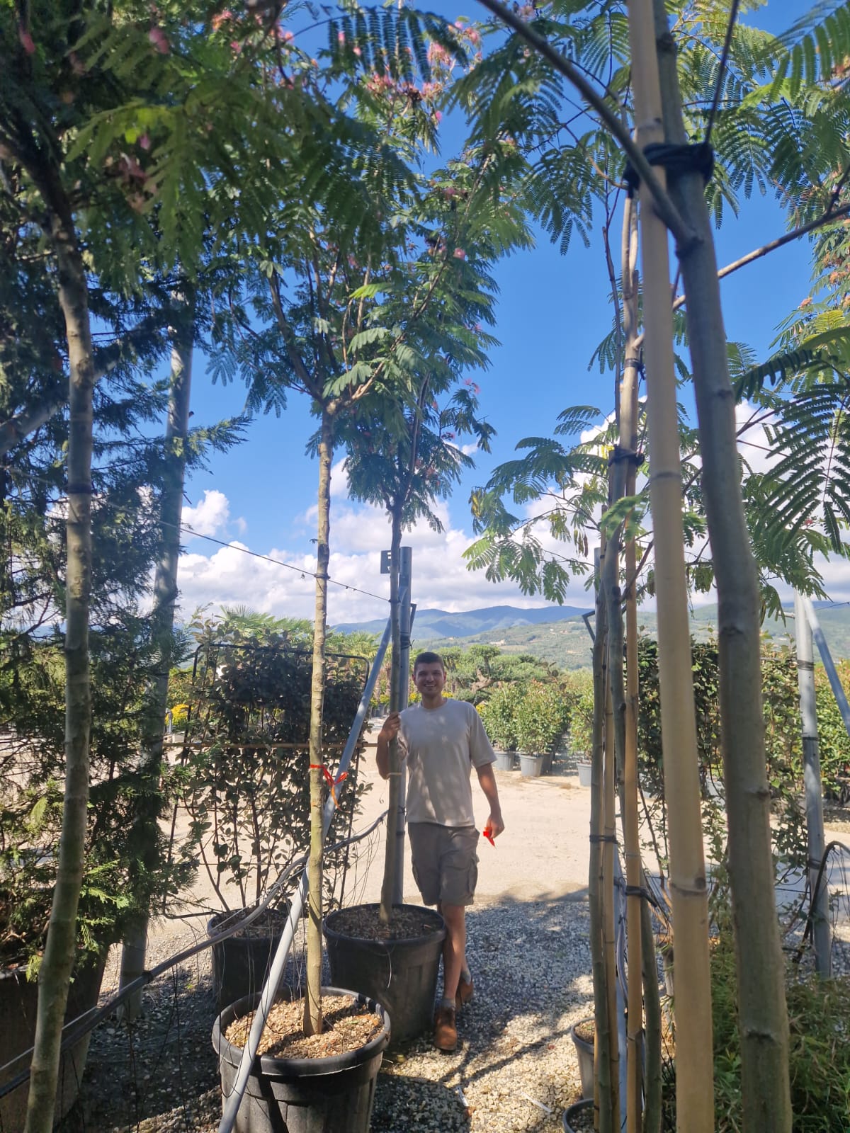 Arbre à soie en tige (Albizia Julibrissin 'Ombrella') - Image 11