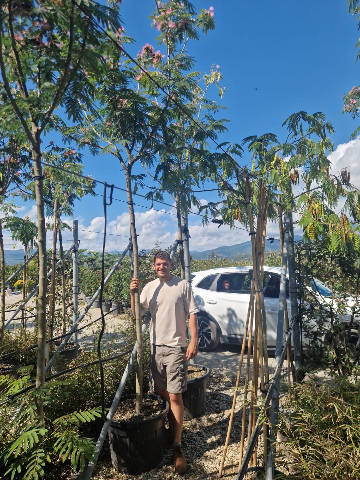 Arbre à soie en tige (Albizia Julibrissin 'Ombrella') - Image 12