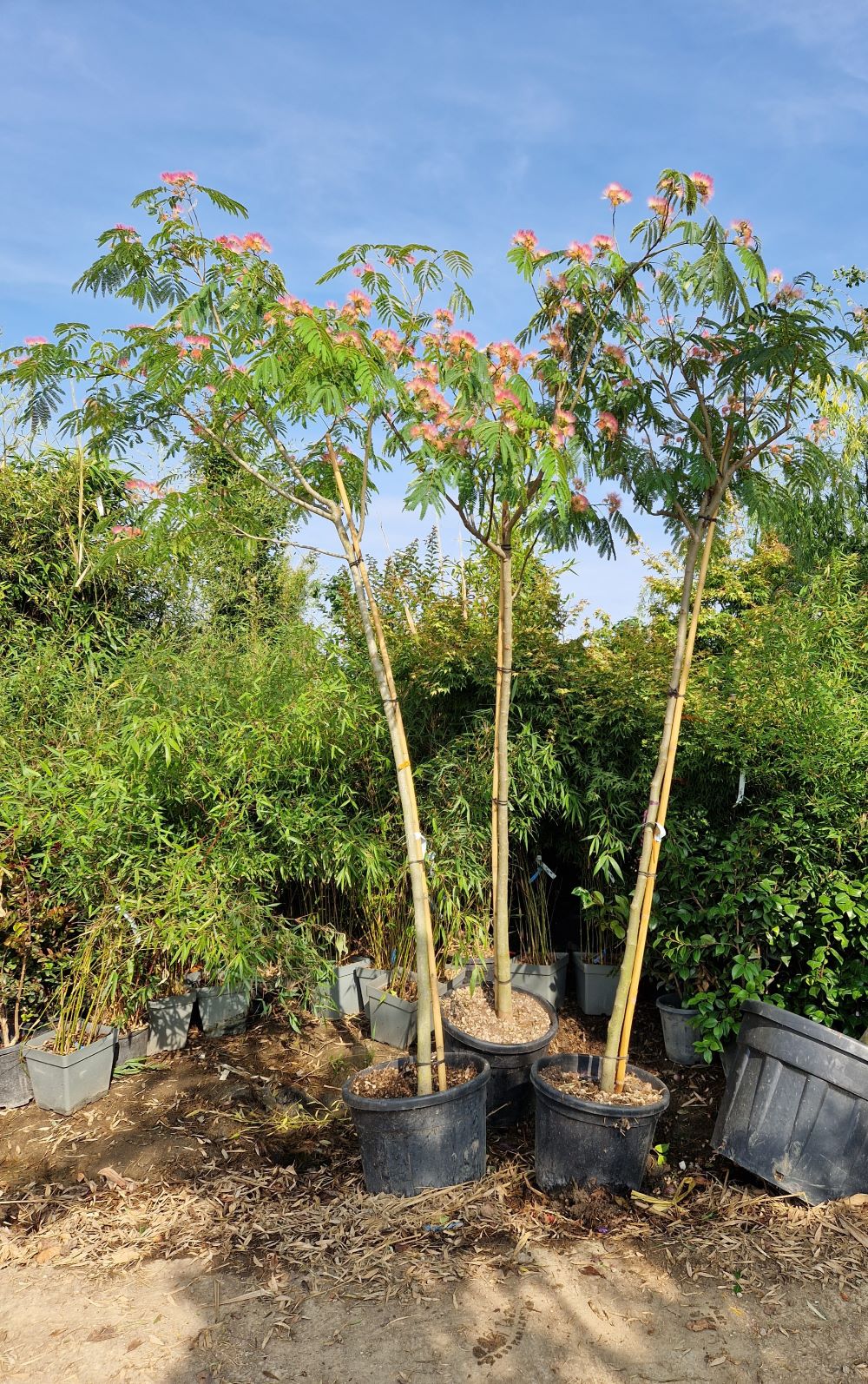 Arbre à soie en tige (Albizia Julibrissin 'Ombrella') - Image 4