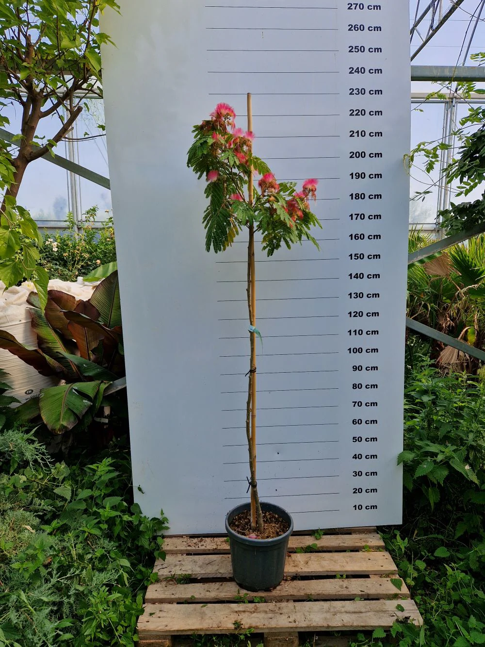 Arbre à soie en tige (Albizia Julibrissin 'Ombrella') - Image 5