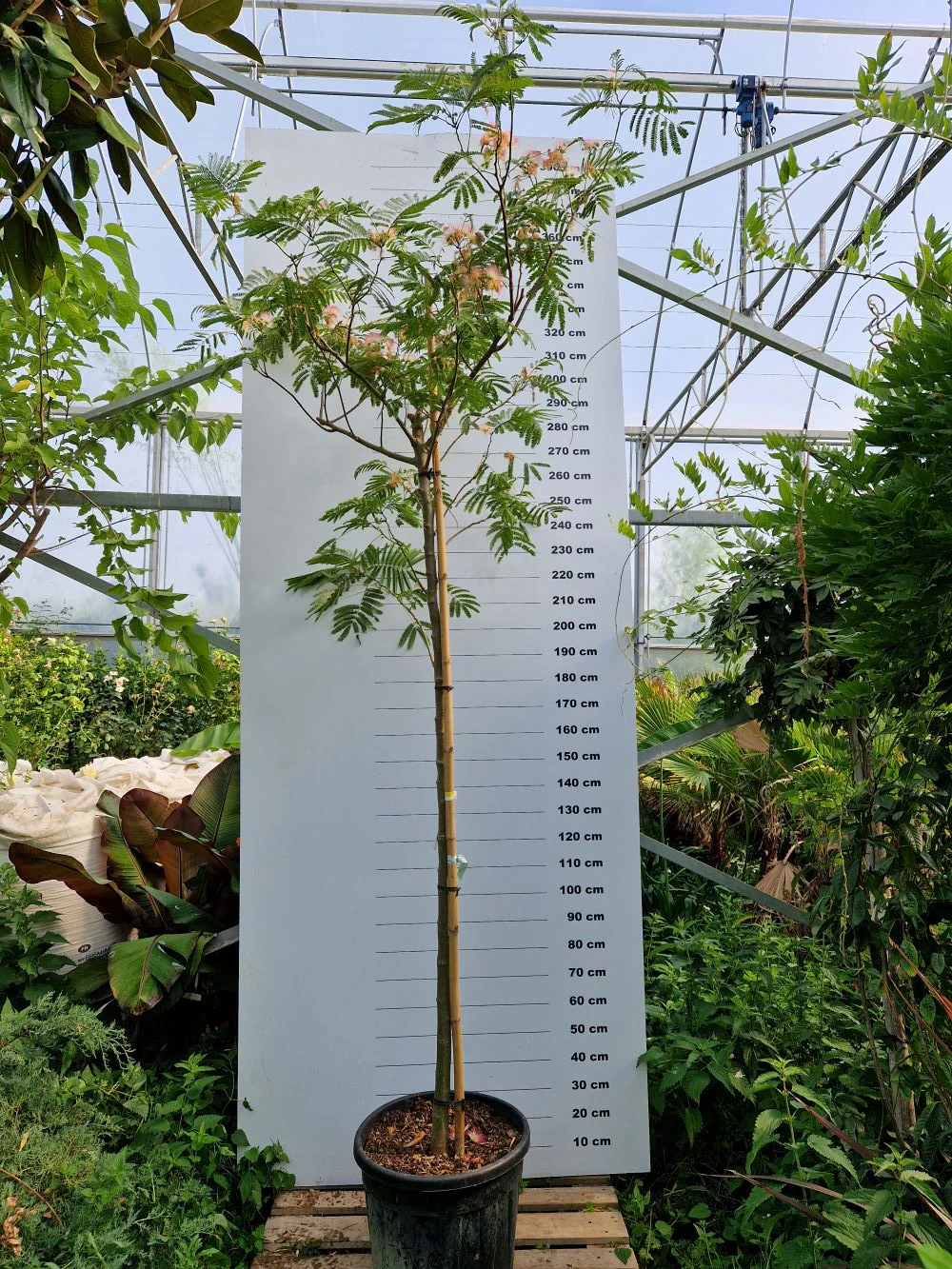 Arbre à soie en tige (Albizia Julibrissin 'Ombrella') - Image 7