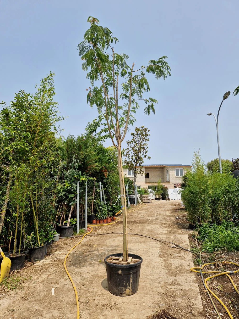 Arbre à soie en tige (Albizia Julibrissin 'Ombrella') - Image 8