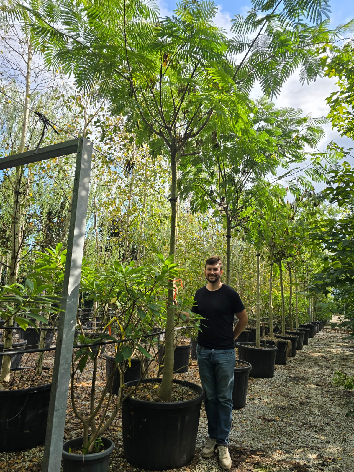 Arbre à soie en tige (Albizia Julibrissin 'Ombrella') - Image 9