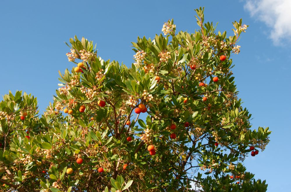 Arbousier (Arbutus unedo) - Image 4