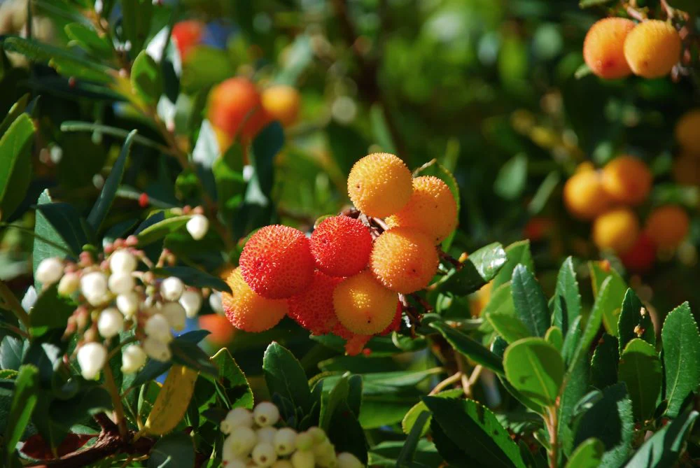 Arbousier (Arbutus unedo) - Image 5