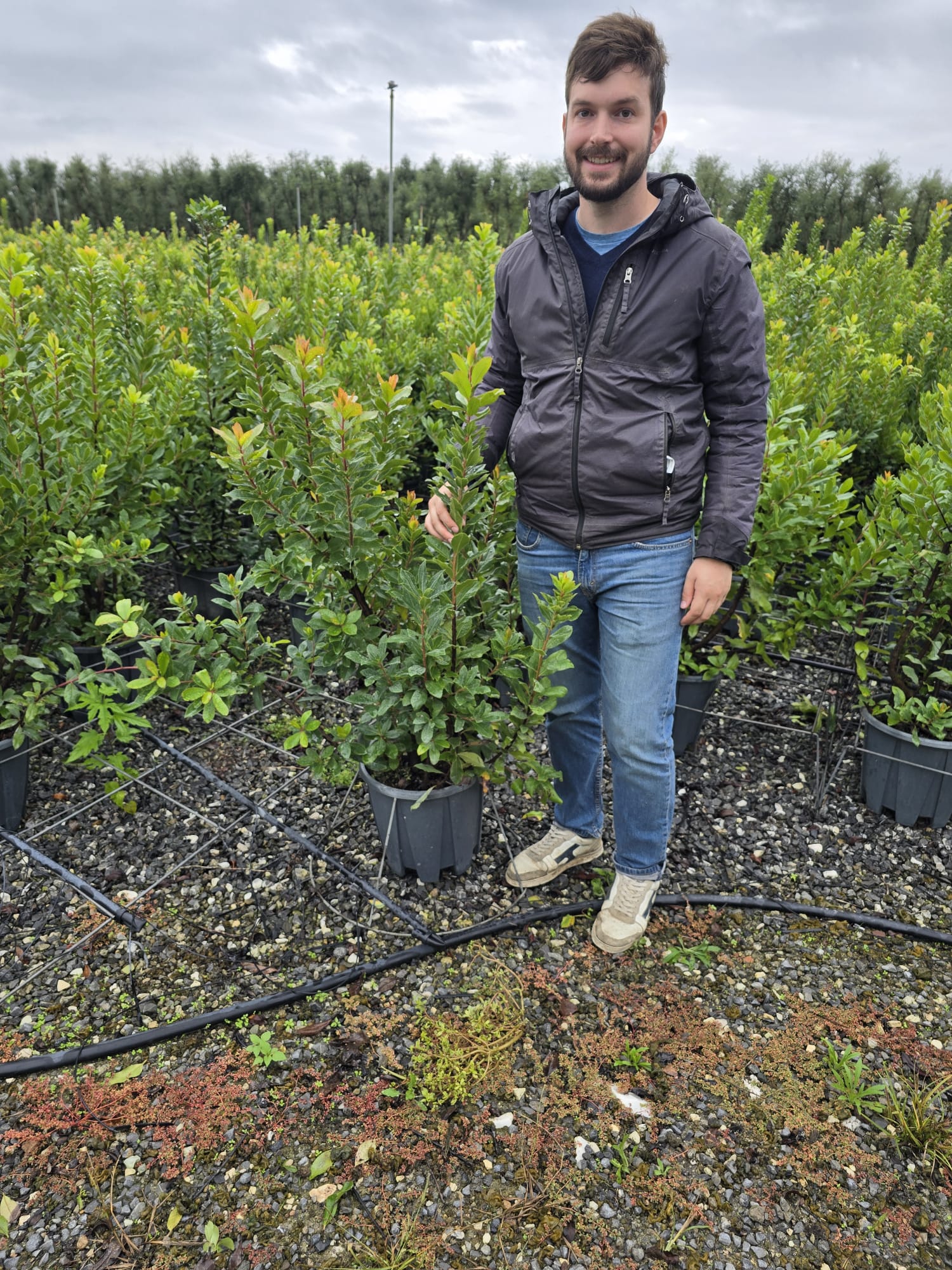 Arbousier (Arbutus unedo) - Image 6