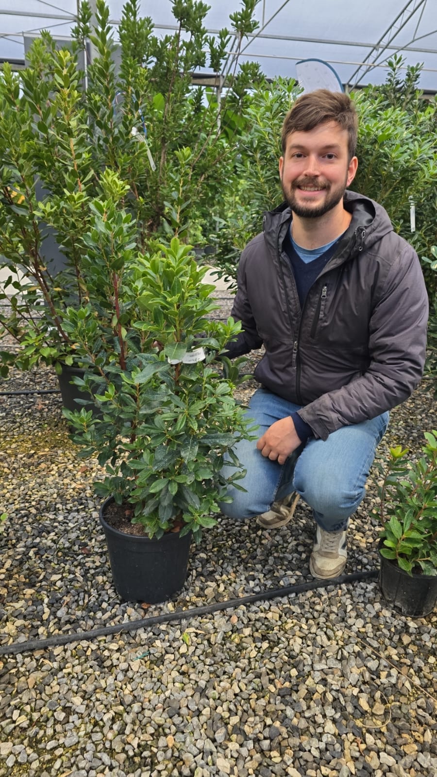 Arbousier (Arbutus unedo) - Image 7