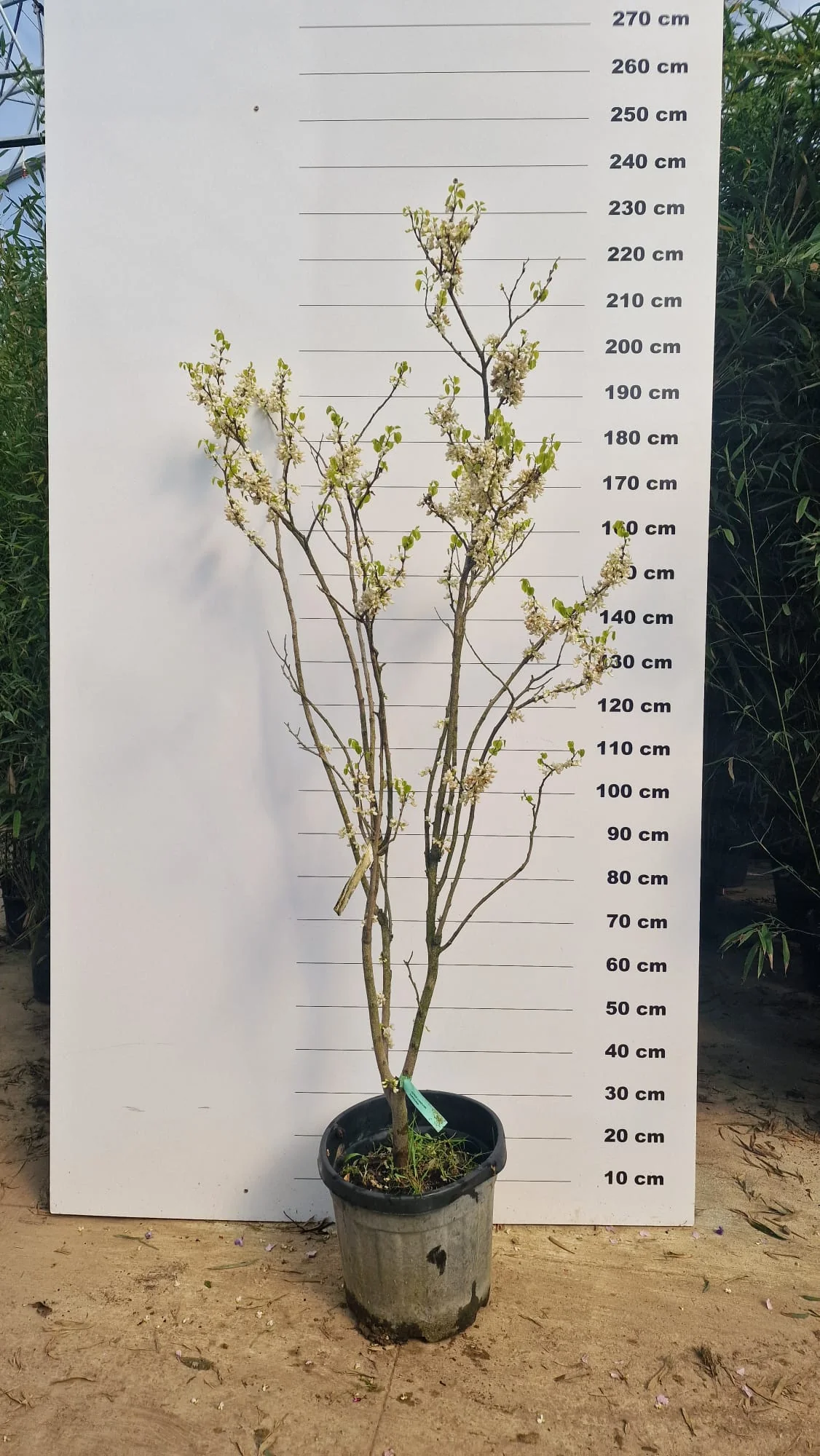 Arbre de Judée à fleurs blanches (Cercis Chinensis Shirobana) - Image 4