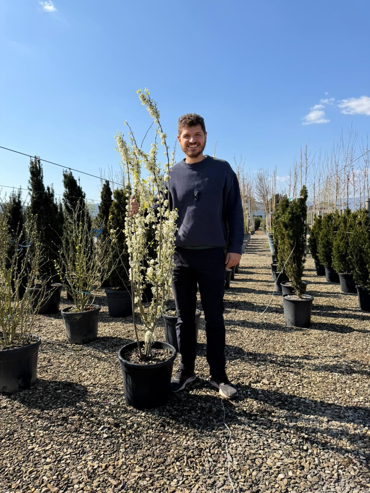 Arbre de Judée à fleurs blanches (Cercis Chinensis Shirobana) - Image 7