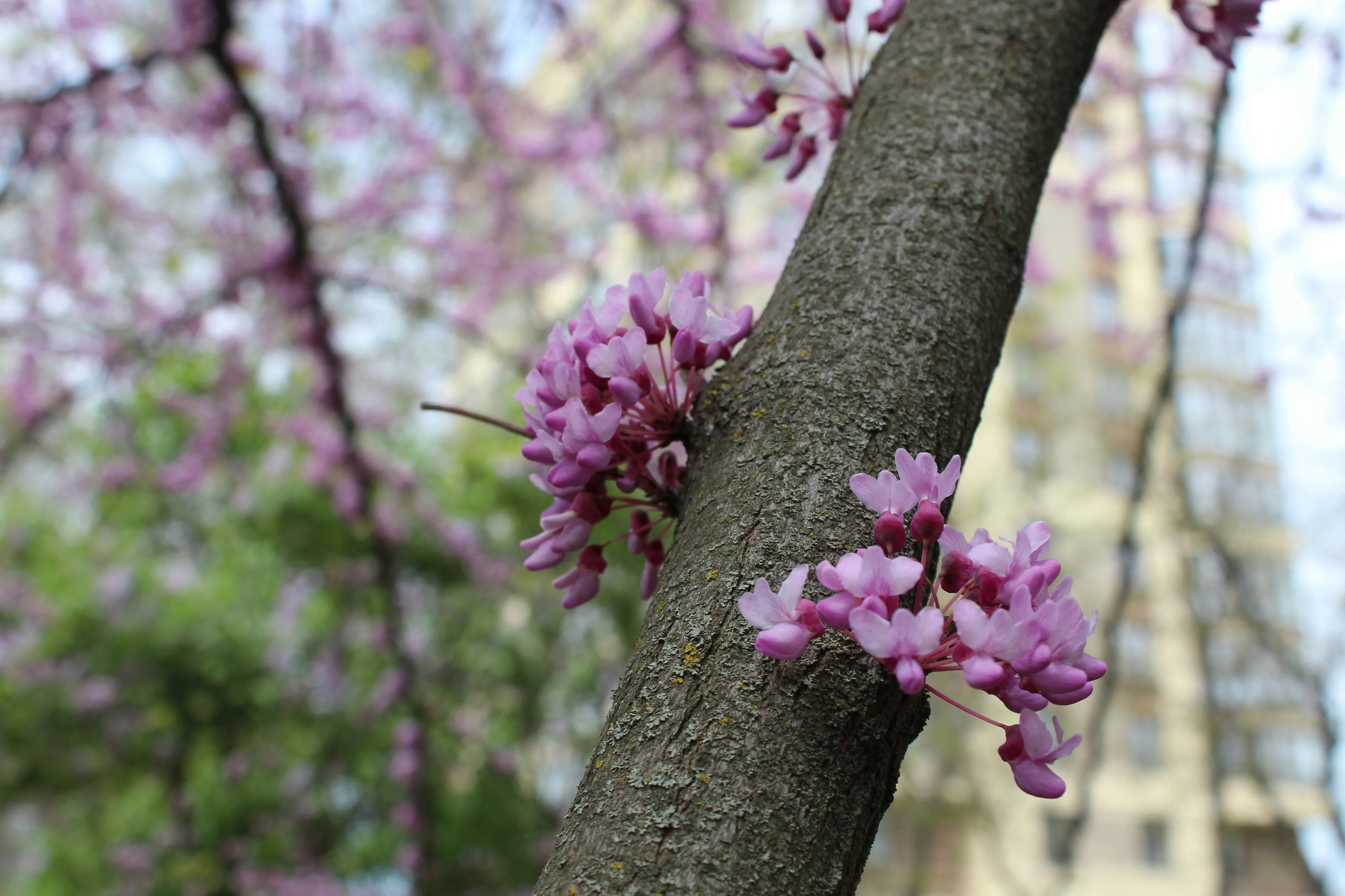Arbre de Judée à fleurs roses en Touffe (Cercis Siliquastrum) - Image 10