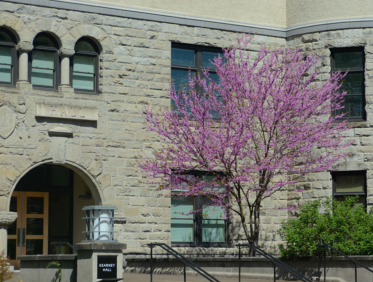 Arbre de Judée à fleurs roses en Touffe (Cercis Siliquastrum) - Image 11