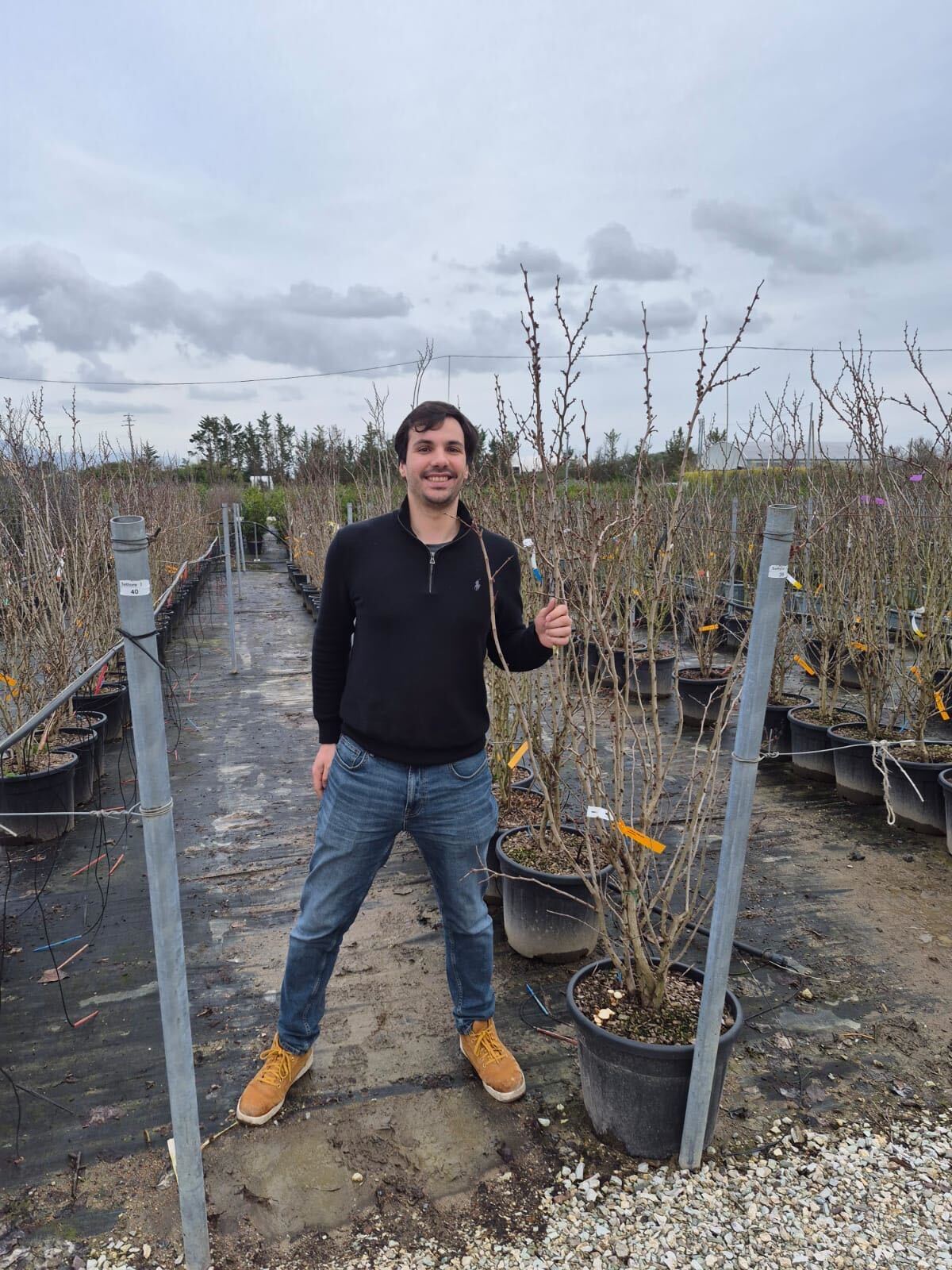 Arbre de Judée à fleurs roses en Touffe (Cercis Siliquastrum) - Image 13