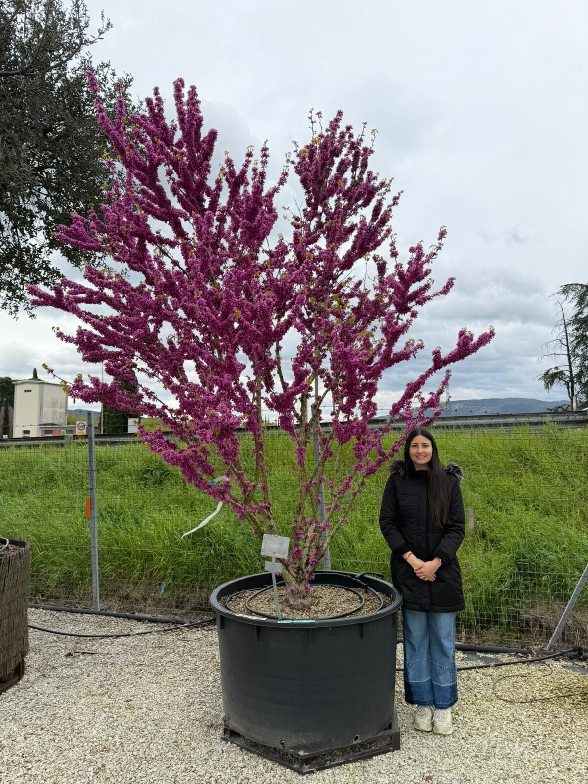 Arbre de Judée à fleurs roses en Touffe (Cercis Siliquastrum) - Image 14