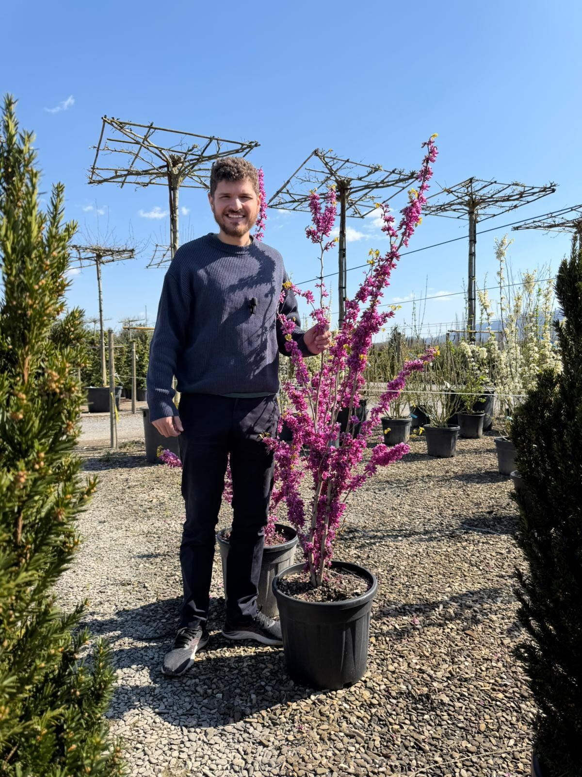 Arbre de Judée à fleurs roses en Touffe (Cercis Siliquastrum) - Image 15