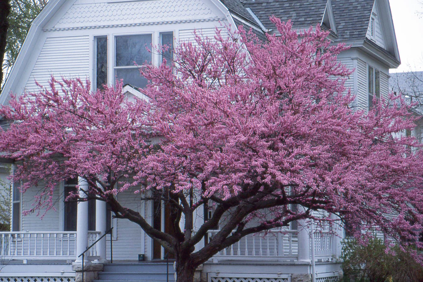 Arbre de Judée à fleurs roses en Touffe (Cercis Siliquastrum) - Image 3