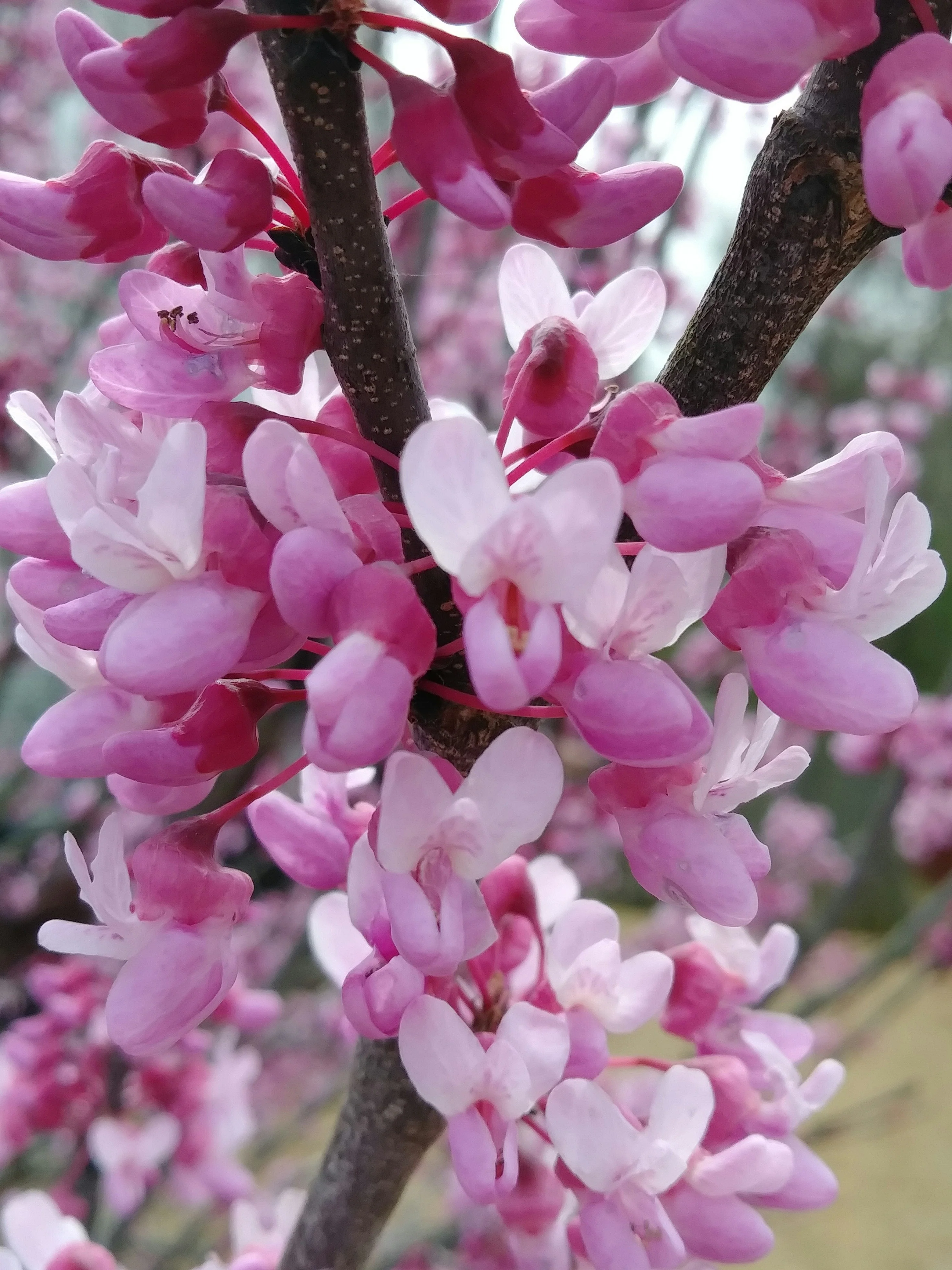 Arbre de Judée à fleurs roses en Touffe (Cercis Siliquastrum) - Image 4