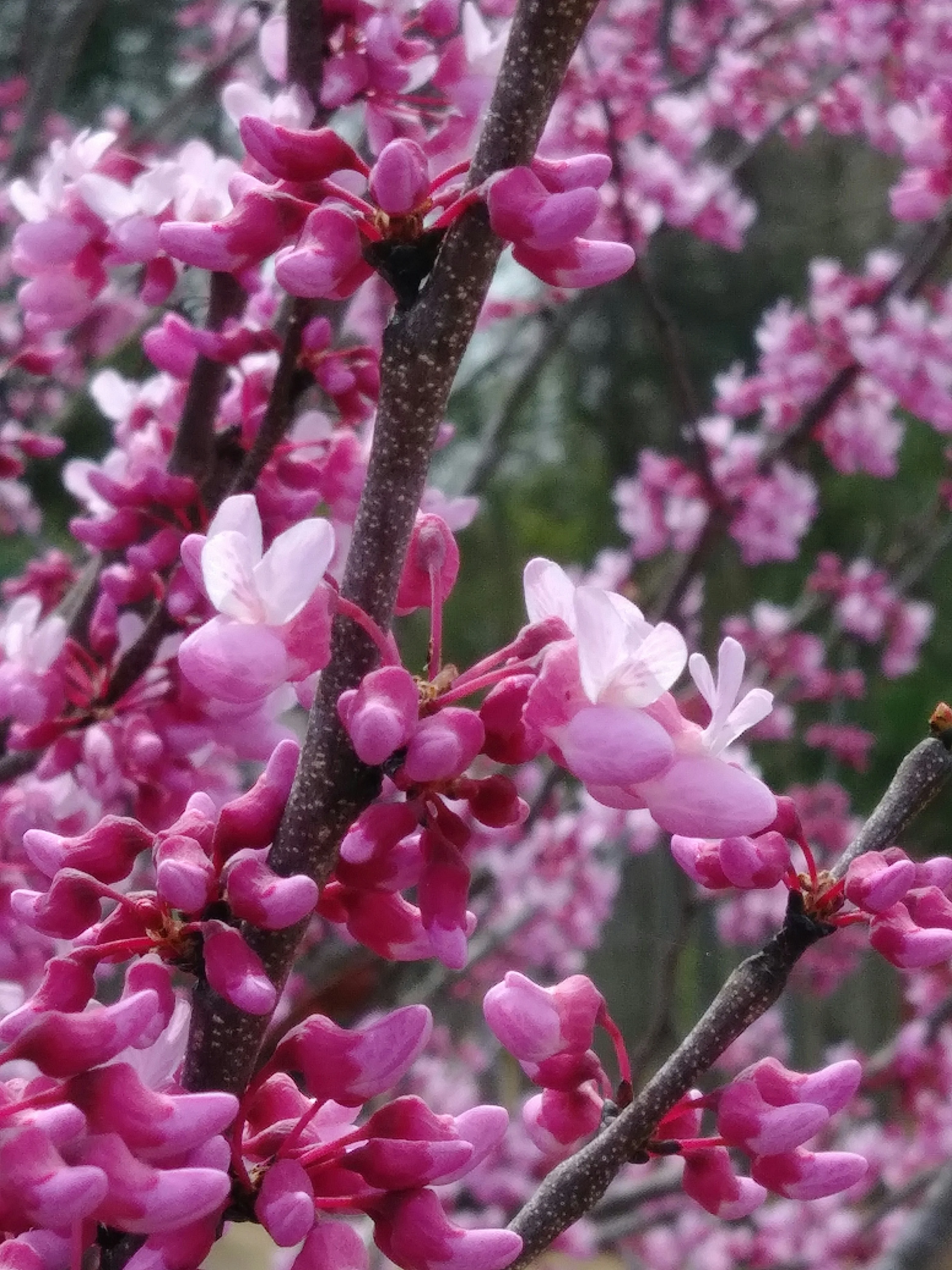 Arbre de Judée à fleurs roses en Touffe (Cercis Siliquastrum) - Image 5