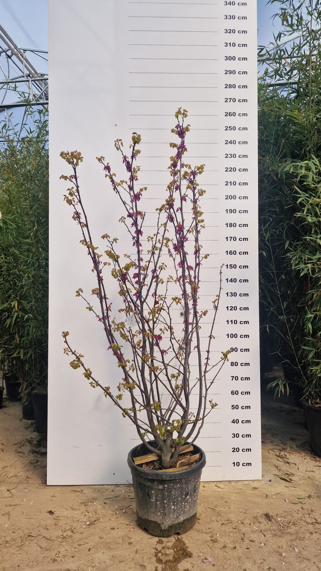 Arbre de Judée à fleurs roses en Touffe (Cercis Siliquastrum) - Image 6