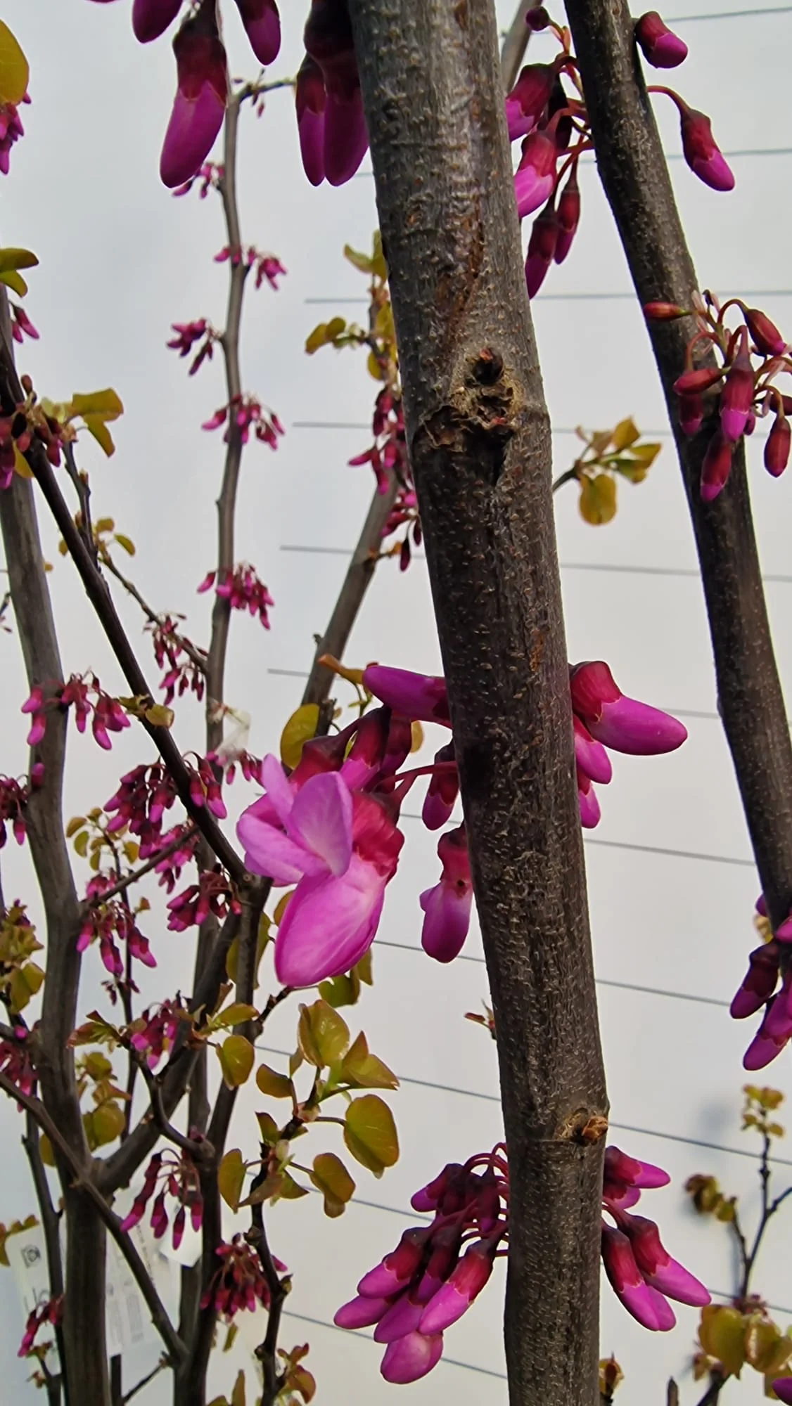 Arbre de Judée à fleurs roses en Touffe (Cercis Siliquastrum) - Image 7