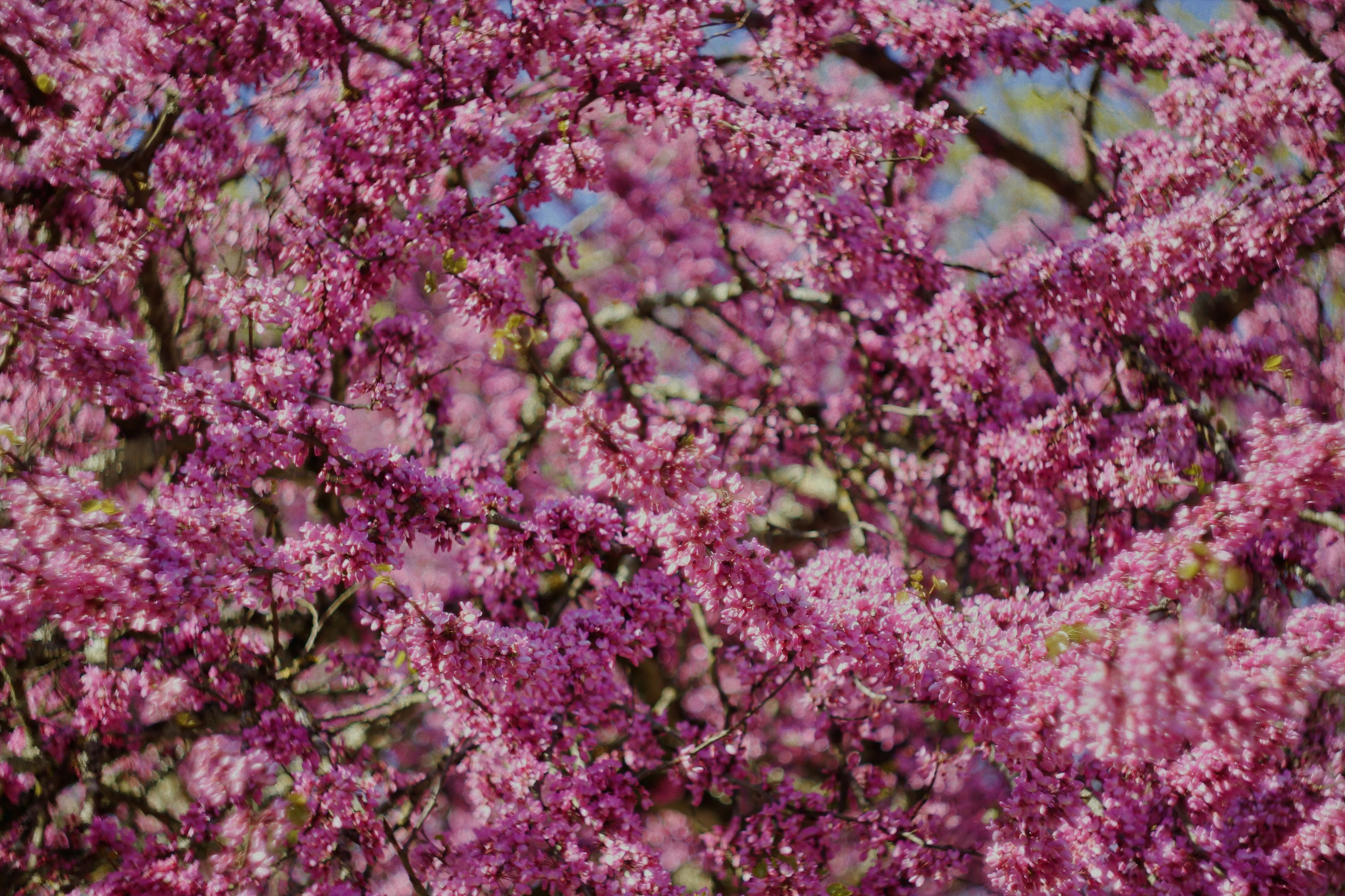 Arbre de Judée à fleurs roses en Touffe (Cercis Siliquastrum) - Image 8
