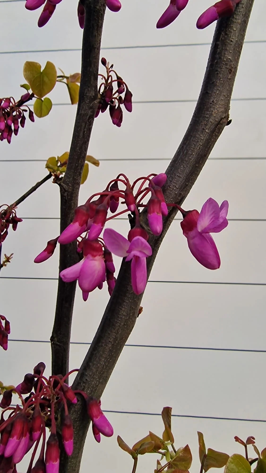 Arbre de Judée à fleurs roses en Touffe (Cercis Siliquastrum) - Image 9