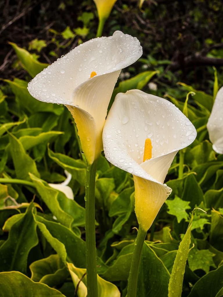 Arum (Calla aethiopica) - Image 3